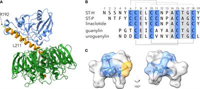 Confronting Challenges to Enterotoxigenic Escherichia coli Vaccine Development